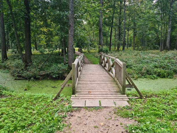 Wooden bridges over small streams for walking along forest paths.
