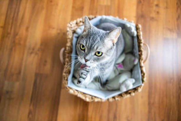 istock Big-headed obese cat, looking up in the basket 2177309085
