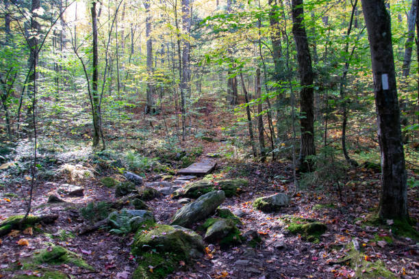 istock Appalachian Trail at Gifford Woods State Park 2177310366