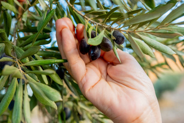 Some guy hand holding olives