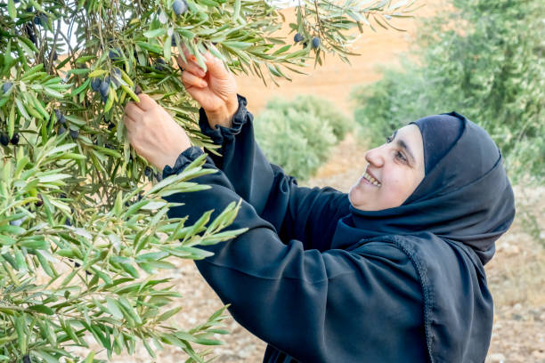 istock Muslim woman harvesting olives from olive tree 2177311996