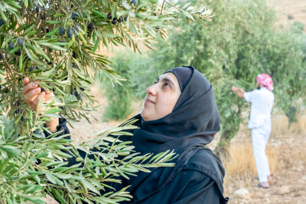 istock Muslim woman harvesting olives from olive tree 2177312012