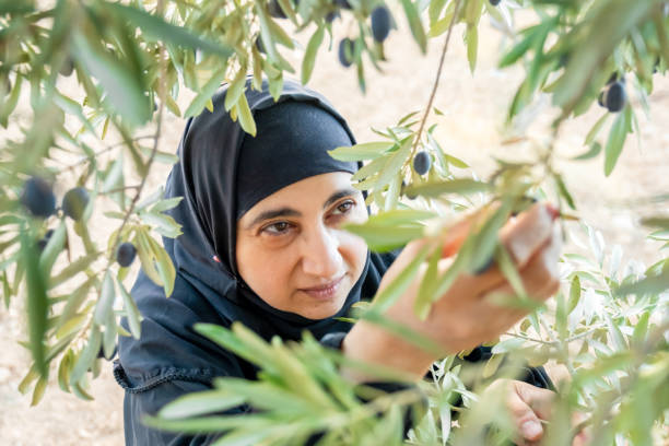 istock Muslim woman harvesting olives from olive tree 2177312093