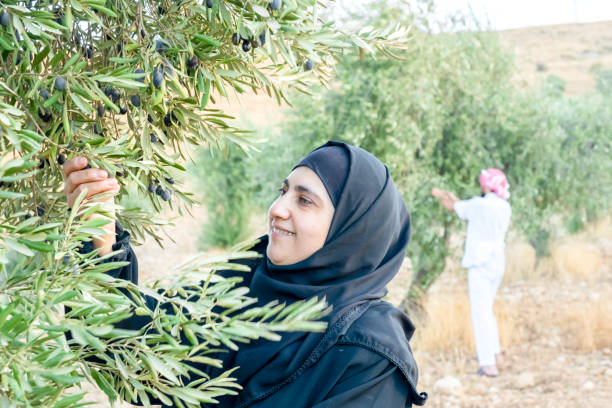 istock Muslim woman harvesting olives from olive tree 2177312146