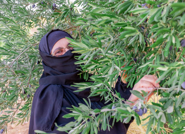 istock Muslim woman harvesting olives from olive tree 2177312162