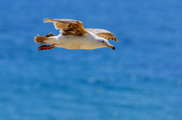 California Gull (Larus californicus) in flight over the Pacific ocean.\n\nTaken in Davenport, California, USA.
