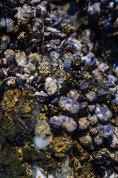 Close-up of Pacific Coast tidepool sea life.Taken at Santa Cruz, California, USA.