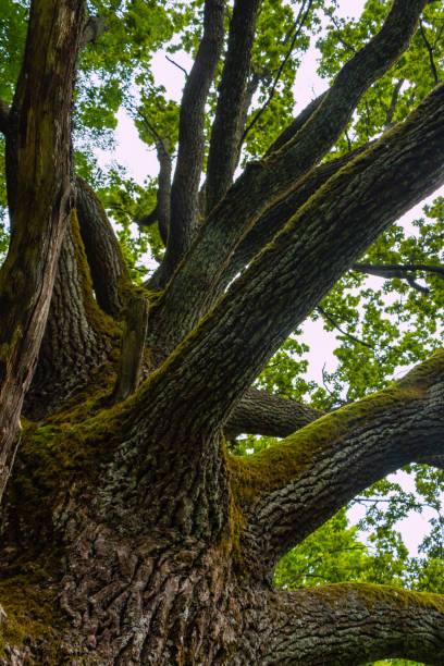 istock Old oak tree in the forest. Old oak tree with green moss. 2177314269