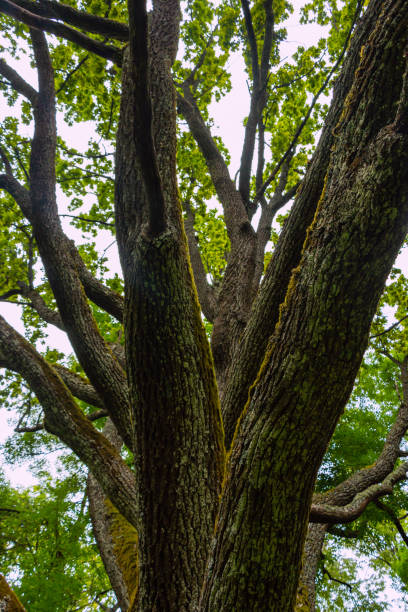 istock Old oak tree in the forest. Old oak tree with green moss. 2177314285