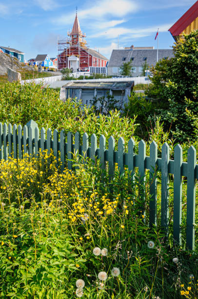 istock Greenland Wildflowers 2177314509