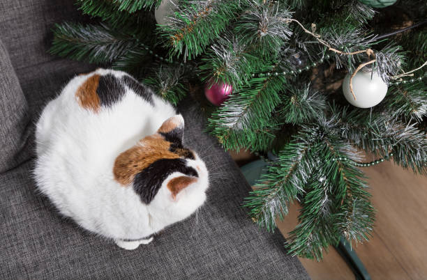 istock A white cat with black and red spots on its back and head sits on a sofa next to a Christmas tree, New Year's cozy atmosphere 2177315565