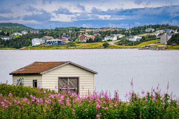 The view of the  small village of St. Anthony, Newfoundland is framed by pink wild flowers around an old shed in the foreground.