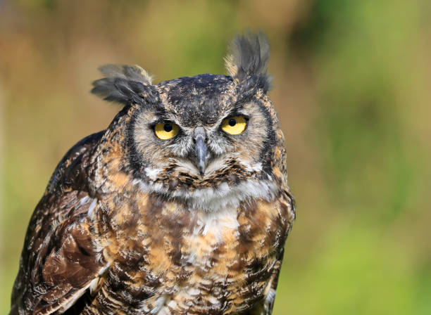 istock Great-horned Owl portrait with green background, Quebec 2177316188