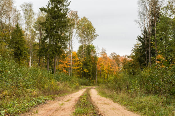 A sandy road runs through a picturesque wild autumn forest. Autumn landscape on a cloudy day stock photo