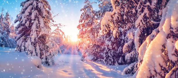 istock View of the snowy forest in wintertime. 2177316453