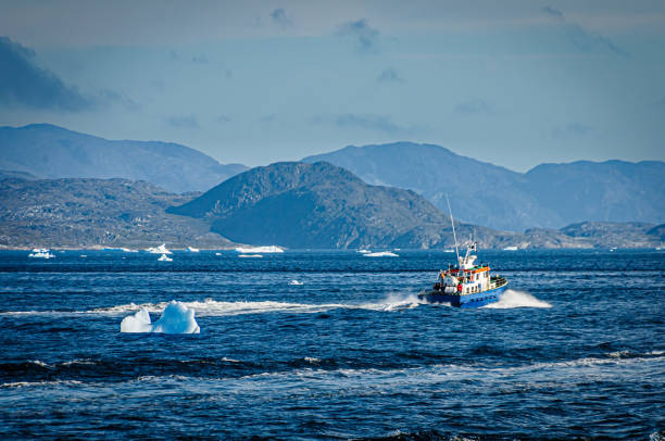A tour boat navigates among the floating icebergs off the coast of Nuuk, Greenland.