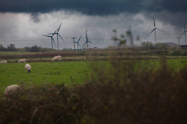 Thunderstorm is a friend to the production of electricity. Black clouds loom menacingly from the sky and white sheep chew their grass fearfully, but windmills are happy to take the wind and convert it into electricity. What is bad for some is necessarily good for others. The world is relative. Philosophy lives in this shot.