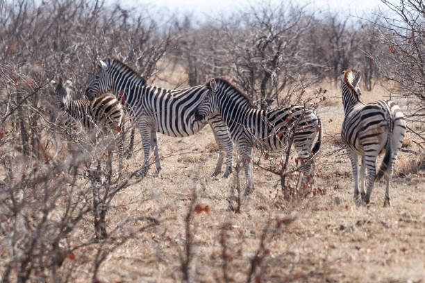 Group of zebras in Kruger National Park