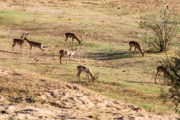 istock Impala in the Olifants river area 2177318075