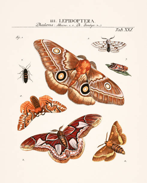 istock Vintage insect illustration. An entomological drawing from an old book 2177318223