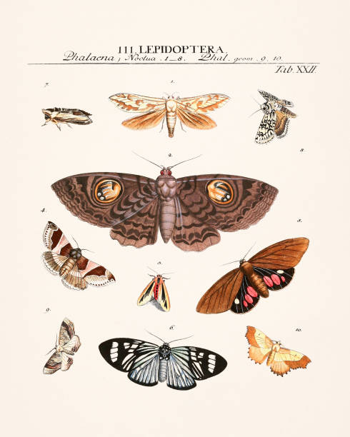 Vintage insect illustration. An entomological drawing from an old book published in 1789.