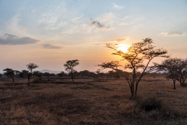 istock Sunset in the Serengeti 2177318337