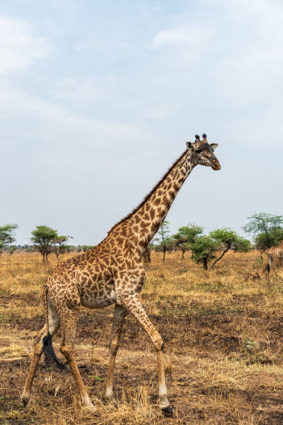 istock Masai Giraffe in the Serengeti 2177318387