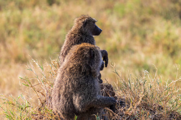 Close-up of two Olive Baboons -Papio Anubis- sitting on a hill in the Serengeti, Tanzania