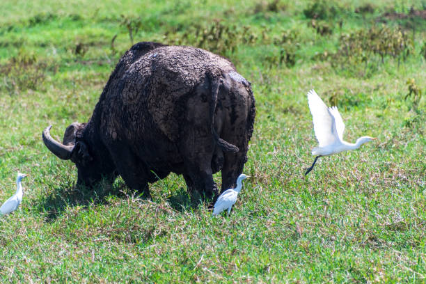 Telephoto of Cape Buffalo -Syncerus caffer- grazing in Lake Nakamuro national park, Kenya, while surrounded by cattle egrets -bubulcus