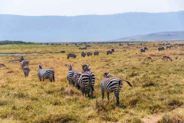istock Zebra in the Ngorogoro Crater 2177318424
