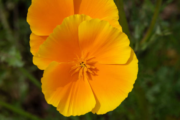 Close up of a California poppy (eschscholzia californica)flower in bloom