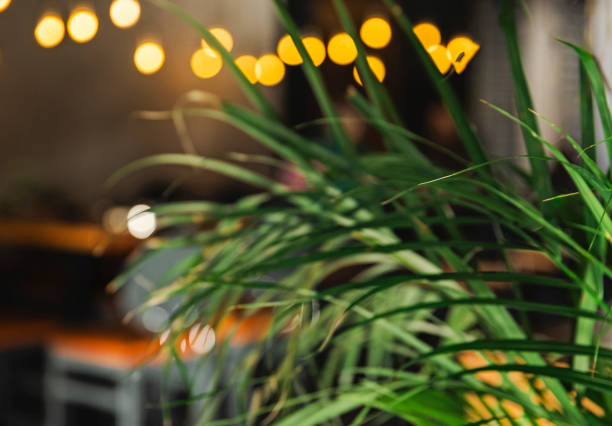 Tranquil indoor setting featuring lush green plant leaves in focus with soft, warm bokeh lights in the background, creating a cozy and inviting atmosphere.