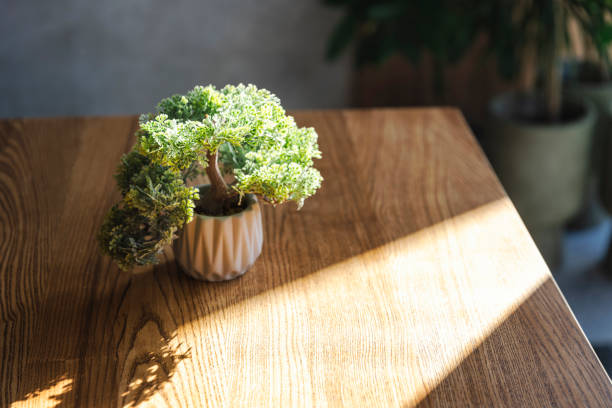 A small bonsai tree sits elegantly on a wooden table, illuminated by soft sunlight. The minimalist setting creates a serene and tranquil atmosphere, highlighting the simplicity of nature.