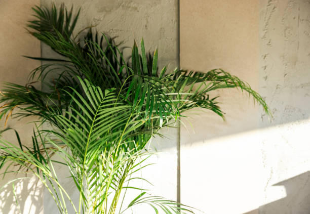 A vibrant green palm plant bathed in warm sunlight, set against a textured wall. Ideal for concepts of nature, freshness, and tranquility in home or office decor.