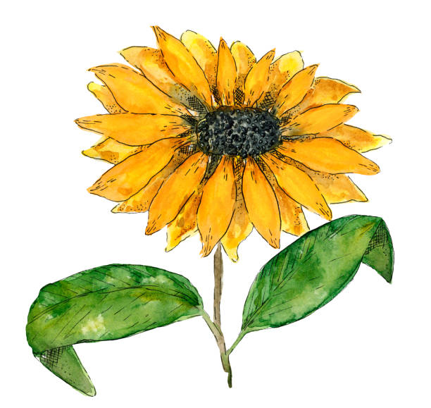 istock Bright yellow watercolor and ink sunflower 2177325331