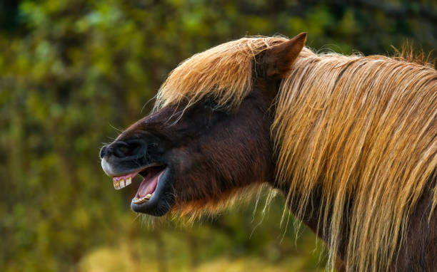 laughing horse portrait iceland