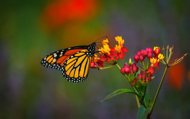 istock Monarch butterfly on flowers 2177326179