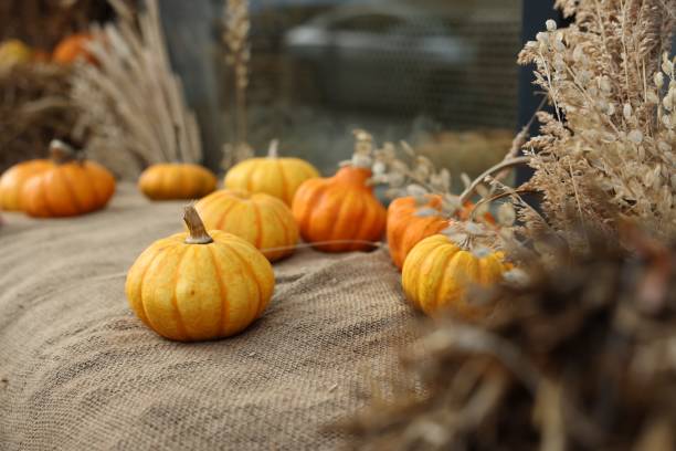 istock Many pumpkins and dry flowers on burlap fabric outdoors, selective focus 2177326494