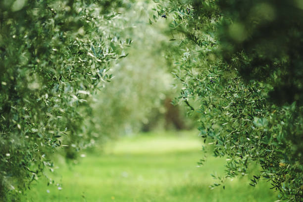 A photograph showcasing a tunnel-like view through an olive orchard in Tuscany. The dense olive branches create a natural canopy, drawing the viewer's eye along the vibrant green pathway beneath. The image captures the rich foliage and the peaceful atmosphere of the countryside, emphasizing the beauty of the olive grove in its natural setting.