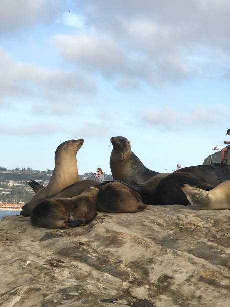 istock Sea lions on beach 2177327835