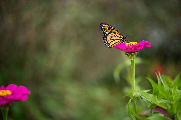 Monarch butterfly on a hot pink zinnia flower with copy space