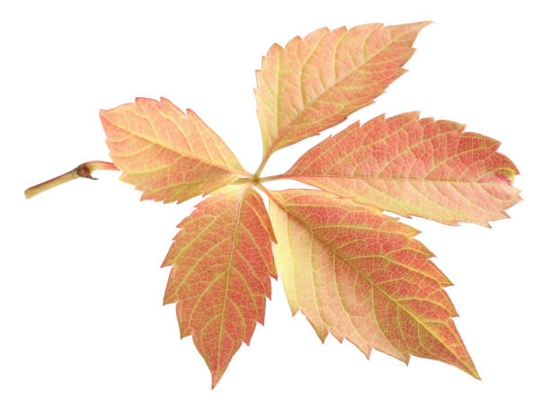 istock Autumn season. Bright leaf isolated on white 2177329231