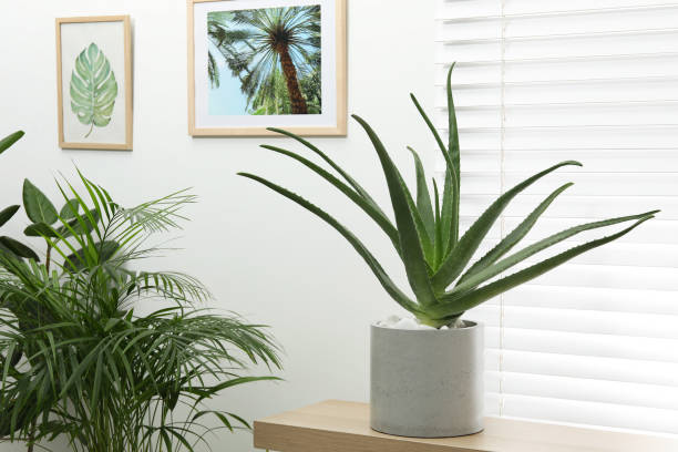 istock Beautiful potted aloe vera plant on table indoors 2177329238