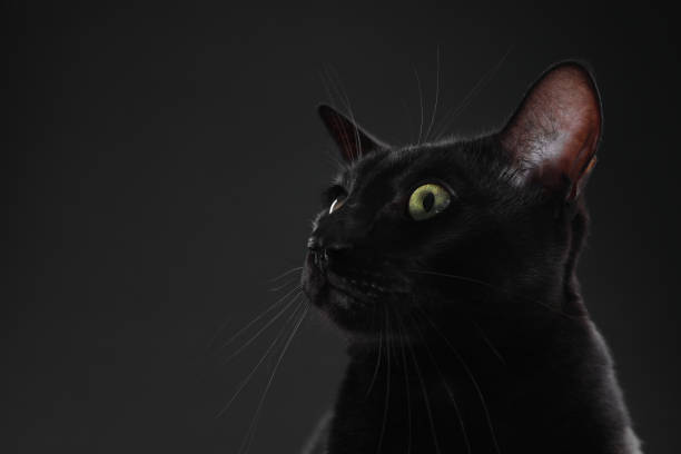 istock Adorable cat on black background, closeup with space for text. Lovely pet 2177329246