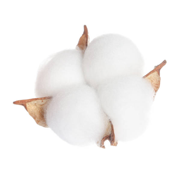istock Beautiful fluffy cotton flower isolated on white 2177329256