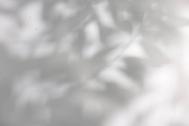 istock Shadow of plant falling on white wall, space for text 2177329278