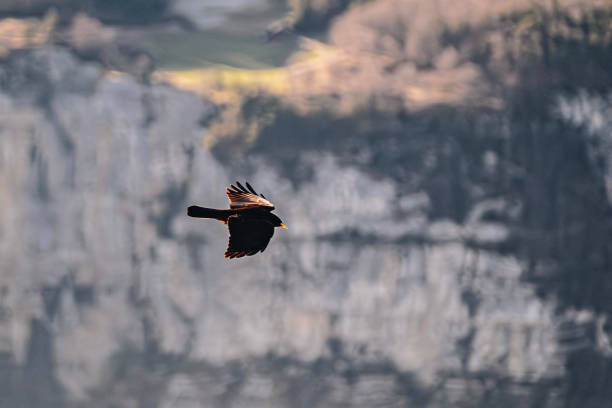 Bird in flight over mountain, Stoos, Schwyz