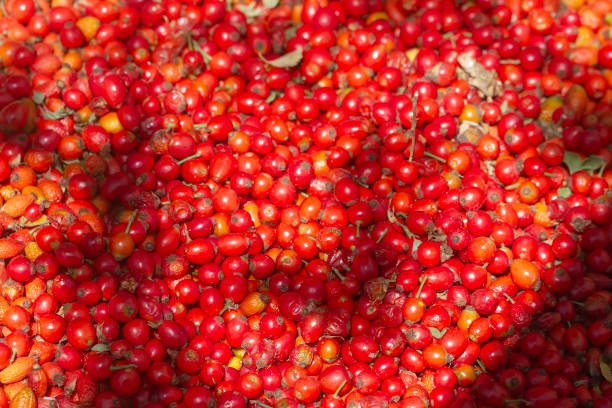Rose hip Plant Close-up, Food and Beverage Concept (Depth Of Field)