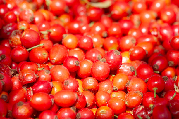 istock Rose hip Plant Close-up 2177330098