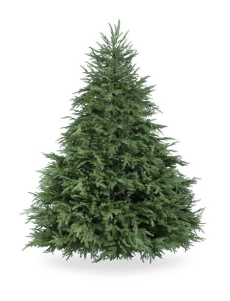 Beautiful green Christmas tree isolated on white